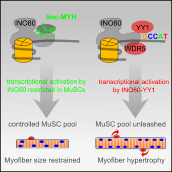 linc-MYH configures INO80 in proliferating skeletal muscle stem cells. linc-MYH configures INO80 in proliferating skeletal muscle stem cells.