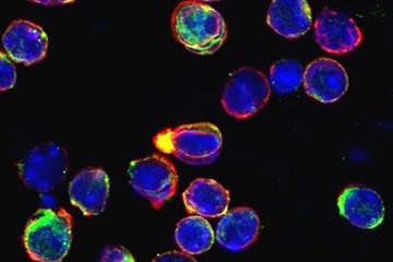 Cell receptor involved in autoimmune diseases?