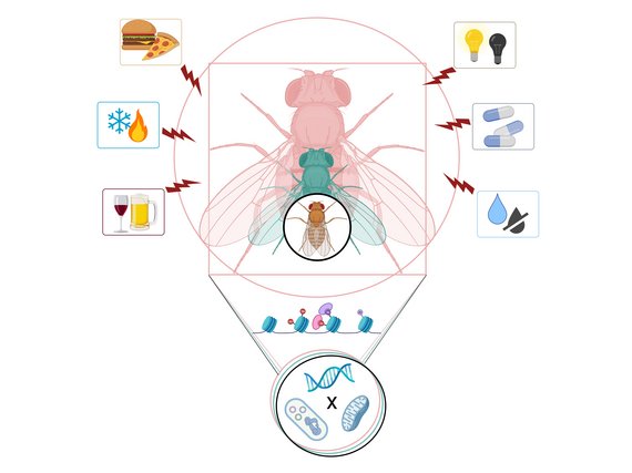 Illustration of a fly with various icons representing external stimuli like food, temperature, and medication, connected to genetic and molecular structures.