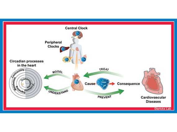 Visual representation of circadian processes involving central and peripheral clocks in the body, focusing on heart functions and their link to cardiovascular diseases, highlighting prevention and treatment strategies.