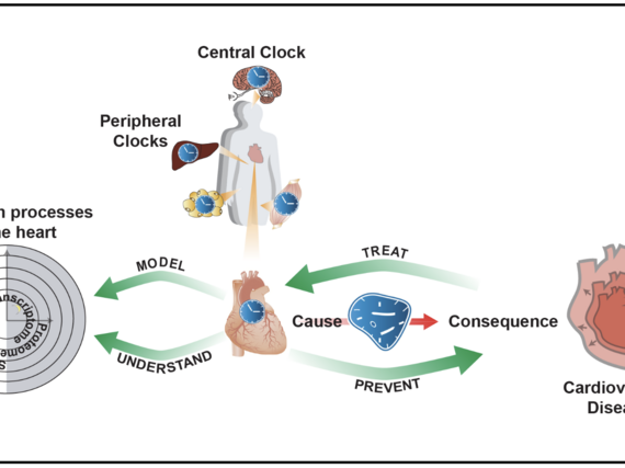 Illustration der zirkadianen Prozesse im Herzen, zentralen und peripheren Uhren sowie deren Rolle bei der Entstehung von Herzkrankheiten. Pfeile zeigen den kausalen Zusammenhang und Prävention.