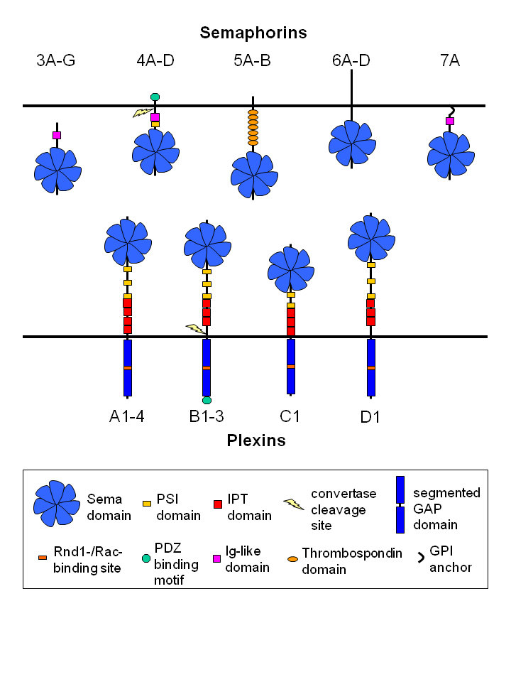 Semaphorin-plexin Signaling