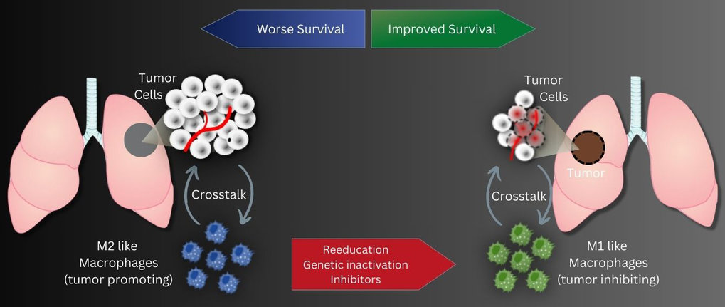 Therapeutic key for lung cancer discovered | Max Planck Institute for ...