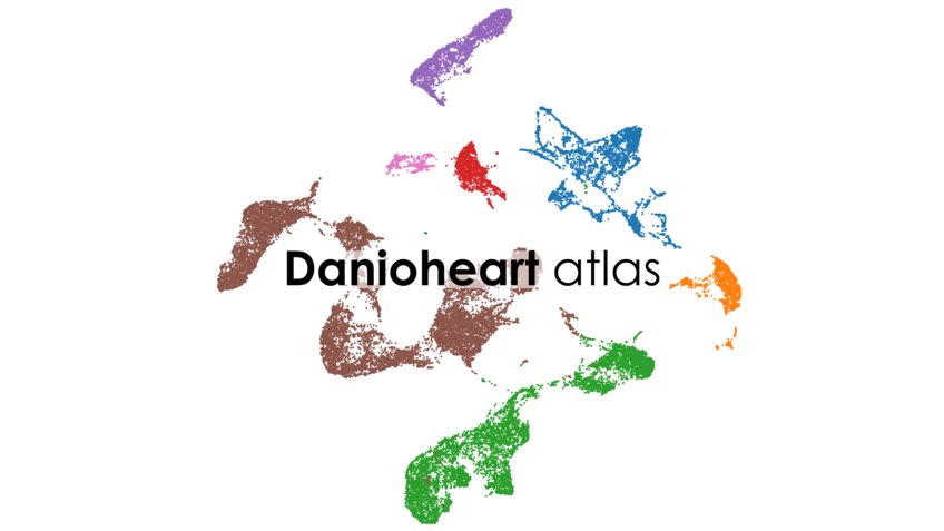 Danioheart atlas