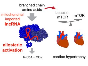 Mitolinc controls the activity of the BCKDH complex by allosteric activation and thus prevents cardiac hypertrophy Mitolinc controls the activity of the BCKDH complex by allosteric activation and thus prevents cardiac hypertrophy