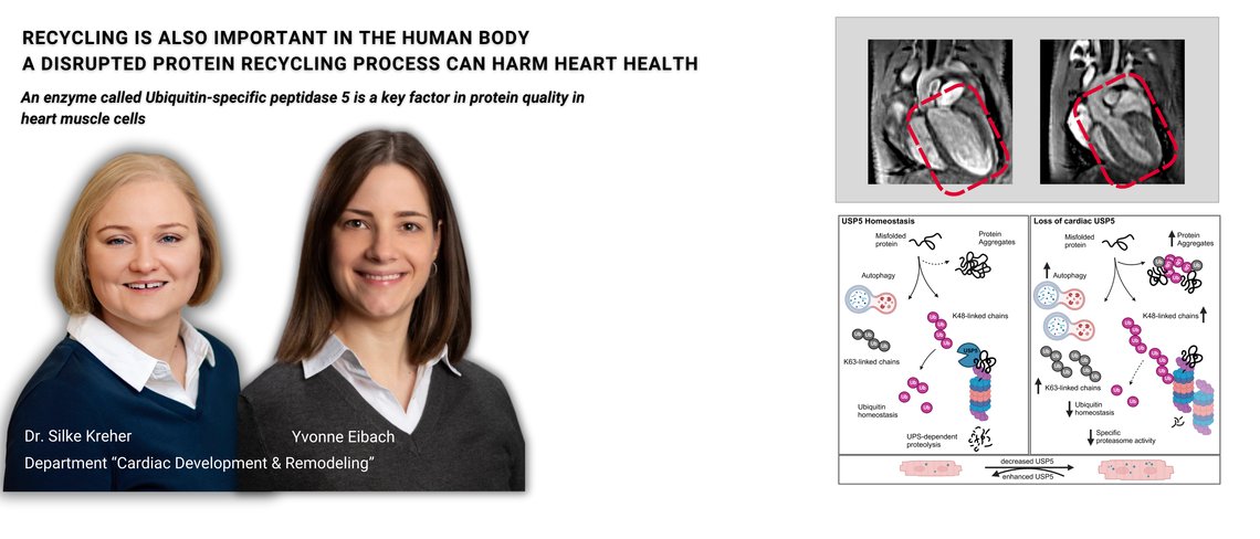 Recycling is also important in the human body. A disrupted protein recycling process can harm heart health.