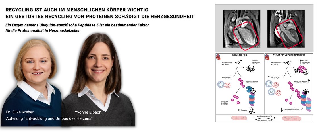 Recycling ist auch im menschlichen Körper wichtig: Ein gestörtes Recycling von Proteinen schädigt die Herzgesundheit