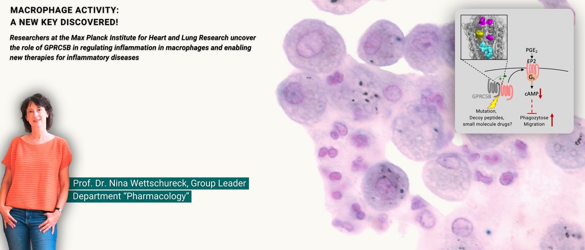 Cells under the microscope, stained purple and pink.
Diagram showing the interaction of proteins and receptors with coloured markings.