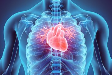Digital image of the heart in a human chest