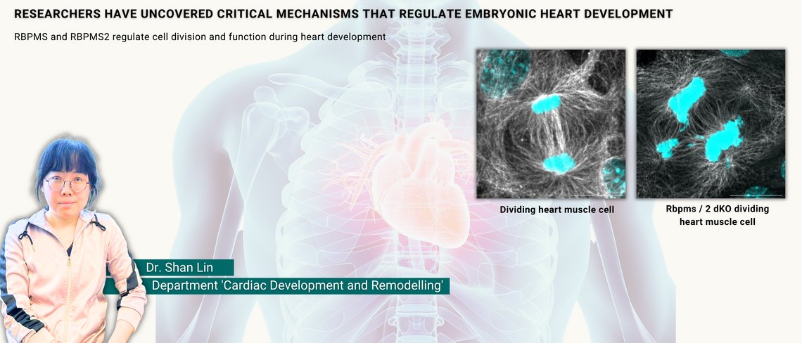 Picture of a women, scientist at the MPI and pictures of Comparison of dividing heart muscle cells with and without RBPMS/RBPMS2
