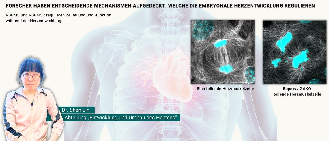 Bild einer Frau, Wissenschaftlerin am MPI und Bilder vom Vergleich von sich teilenden Herzmuskelzellen mit und ohne RBPMS/RBPMS2