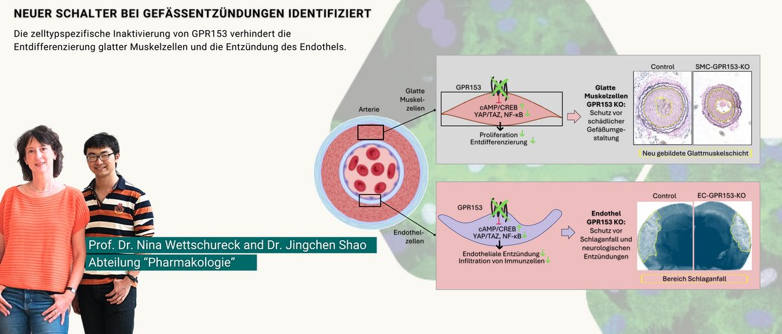Bild zweier Wissenschaftler des MPI sowie eine Grafik, die GPR153 (Ein Rezeptor, der Gefäßzellen entzündet und entdifferenziert) darstellt