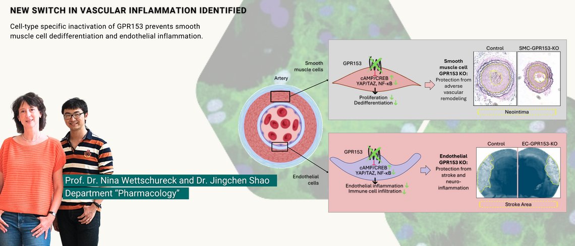 Image of two scientists from the MPI and a graphic depicting GPR153 (a receptor that inflames and dedifferentiates vascular cells)