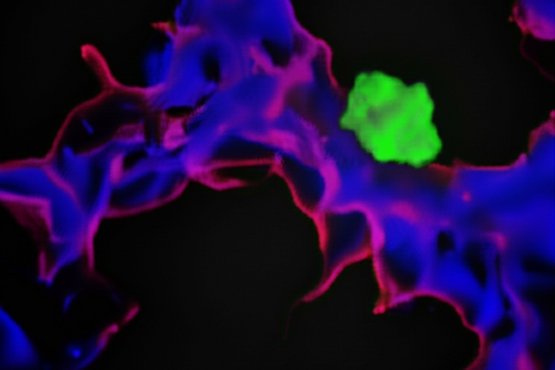 Laser confocal microscope image of a ‘sleeping’ tumour cell (green) in the vicinity of a blood vessel (red/blue).