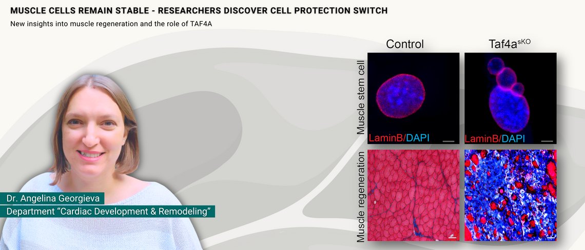 Teaser Press Release