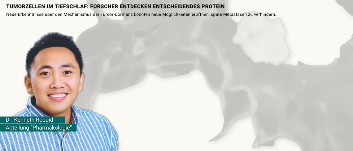 Protein in Blutgefäßen versetzt Tumorzellen in Tiefschlaf