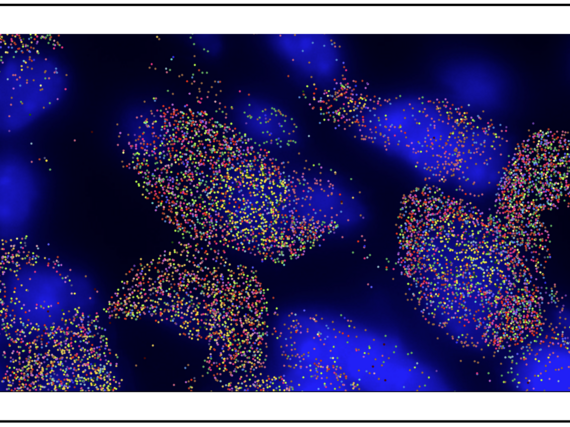 Eine Ansammlung von farbigen Punkten auf einem tiefblauen Hintergrund, die in verschiedenen Mustern angeordnet sind. Spatial Transcriptomics der sympathischen Ganglien einer Maus. Die blauen Bereiche markieren die Zellkerne, sodass man die Positionen der Zellen und die Aktivität der Gene räumlich nachvollziehen kann.