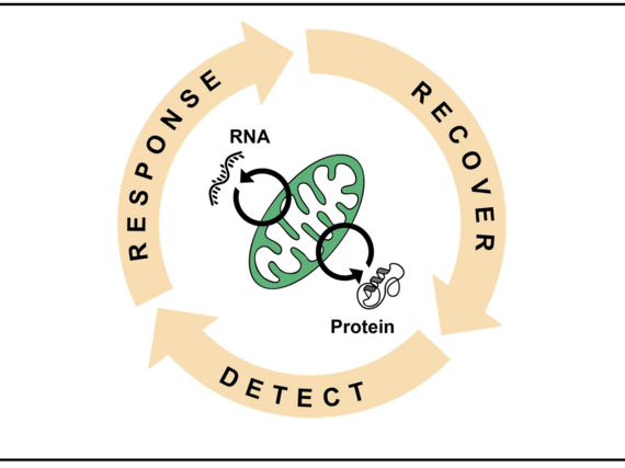 Diagramm zeigt RNA und Protein in Mitochondrien, umgeben von Kreislaufpfeilen: Erkennung, Reaktion, Erholung.