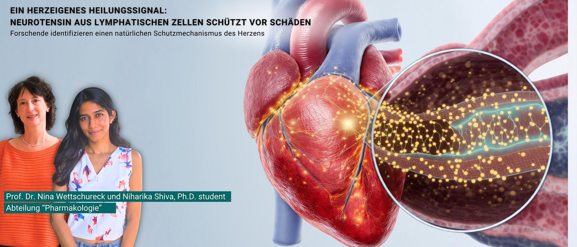 Herz mit angiocrinen Aspekt