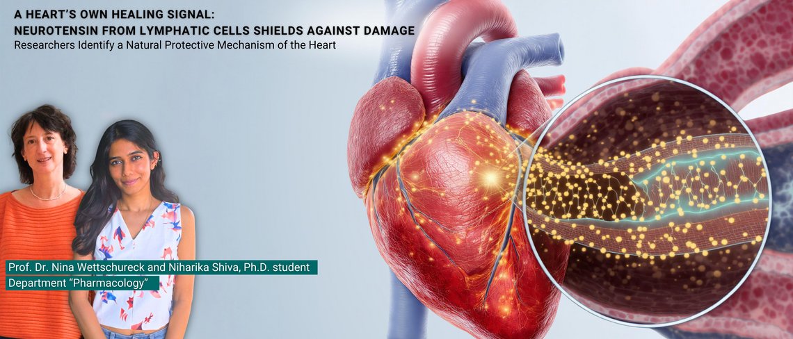 Heart with an angiocrine appearance