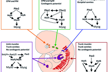 Molecular Control of Heart and Skeletal Muscle Development